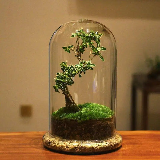 Verdant — Glass Dome Terrarium Vase